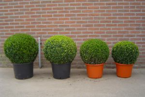 22-09 buxusbol 001.JPG